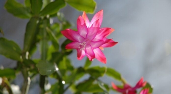 5 красивых растений, которые цветут на Новый год | ivd.ru