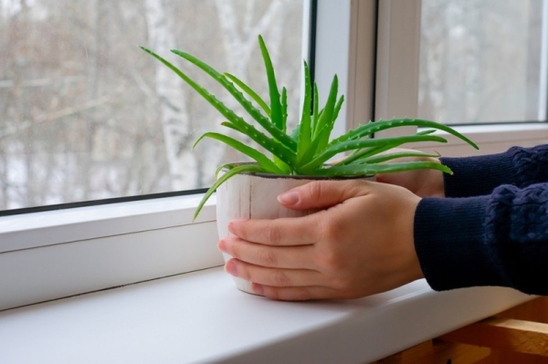Как спасти алоэ: 8 причин гибели растения и способы, которые помогут | ivd.ru