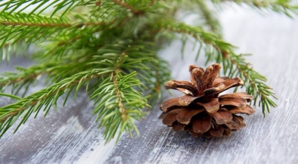 Как использовать хвою с елки в быту после Нового года: 6 способов | ivd.ru