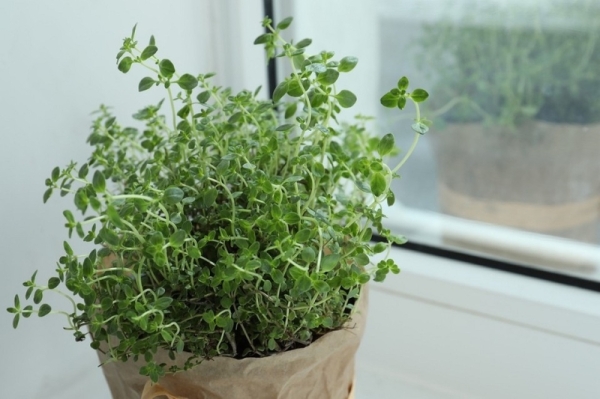 5 крошечных растений для красивого мини-сада в квартире